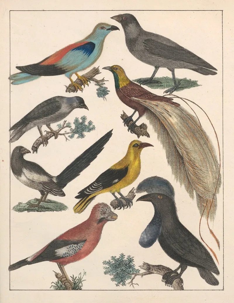 Natural History Galerya Obrazowa Zwierzat Czyli Historya Naturalna Pl 74 Wall Art by Anton Benedikt Reichenbach - High-Resolution Digital Print