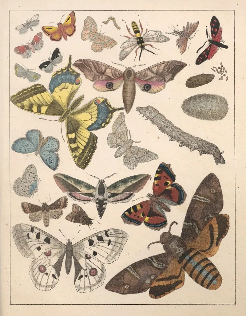 Natural History Galerya Obrazowa Zwierzat Czyli Historya Naturalna Pl 76 Wall Art by Anton Benedikt Reichenbach - High-Resolution Digital Print