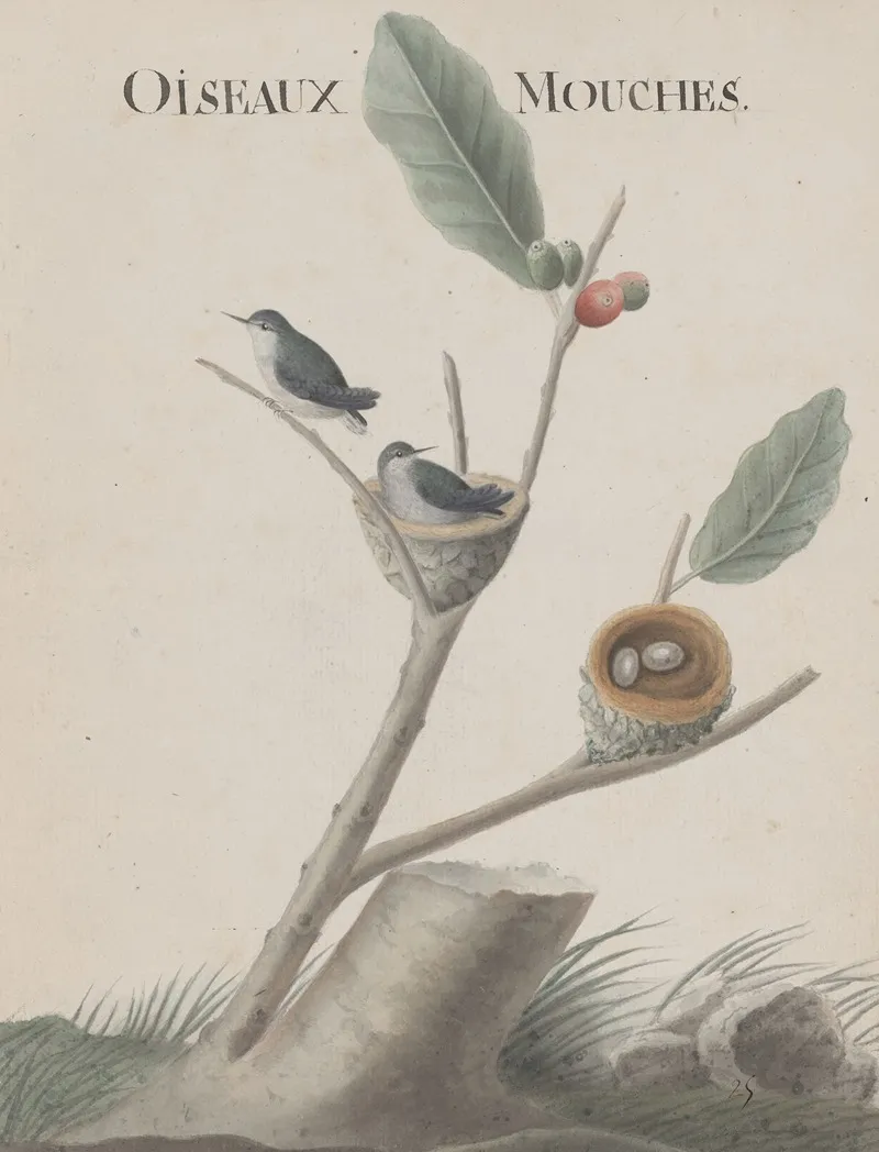 Natural History Of Saint Domingue Pl 001 Wall Art by René de Rabié - High-Resolution Digital Print