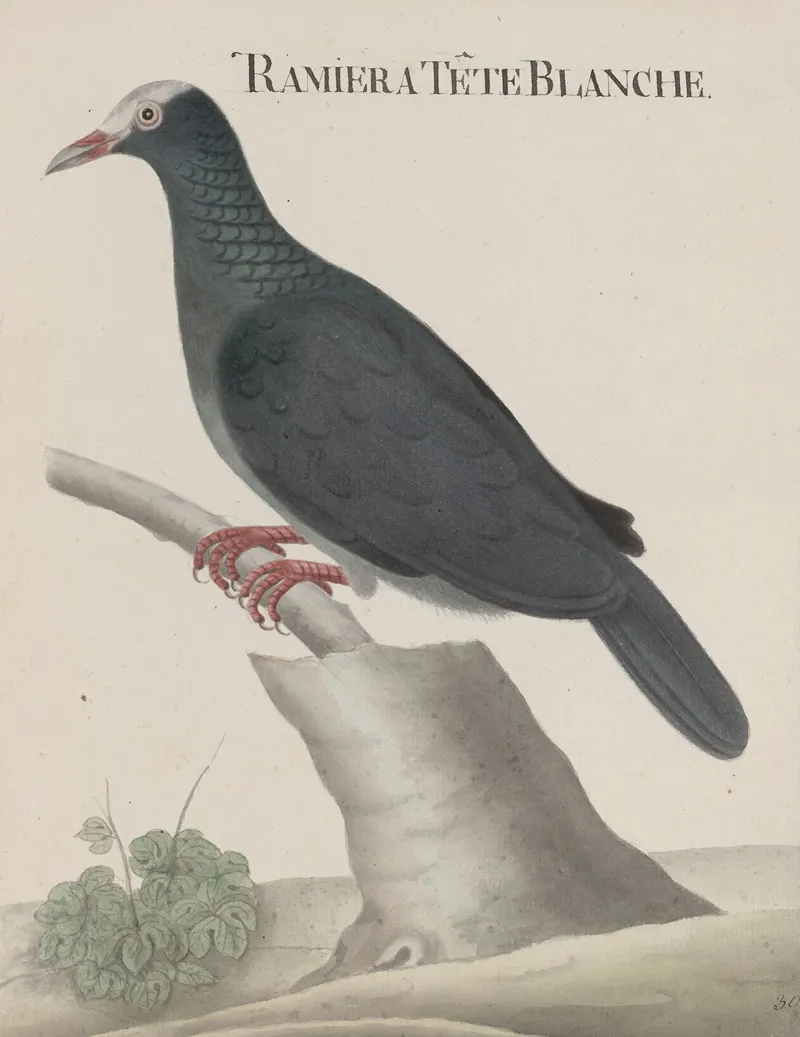 Natural History Of Saint Domingue Pl 003 Wall Art by René de Rabié - High-Resolution Digital Print