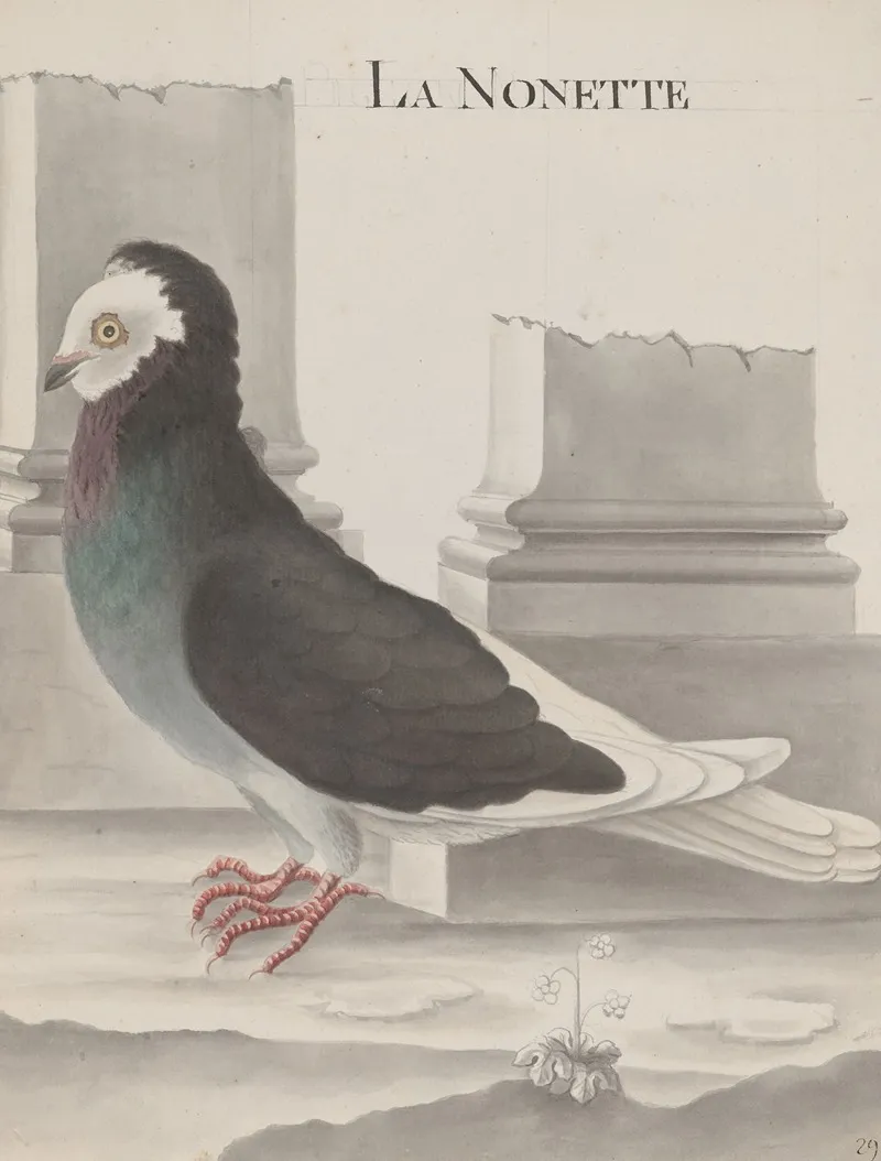 Natural History Of Saint Domingue Pl 005 Wall Art by René de Rabié - High-Resolution Digital Print