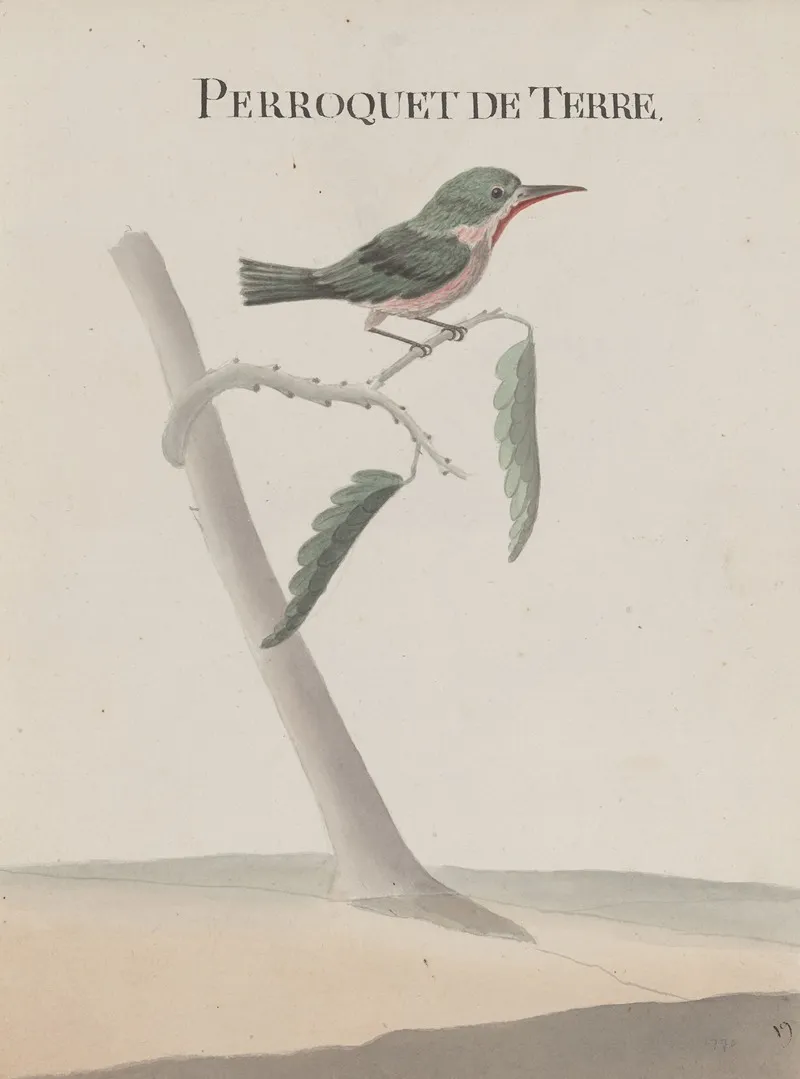 Natural History Of Saint Domingue Pl 008 Wall Art by René de Rabié - High-Resolution Digital Print