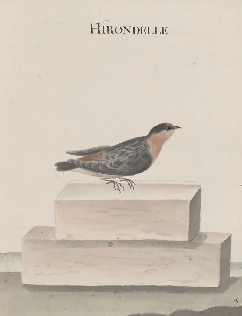 Natural History Of Saint Domingue Pl 010 Wall Art by René de Rabié - High-Resolution Digital Print