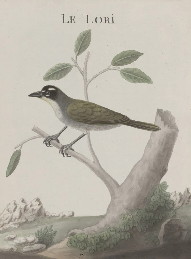 Natural History Of Saint Domingue Pl 011 Wall Art by René de Rabié - High-Resolution Digital Print