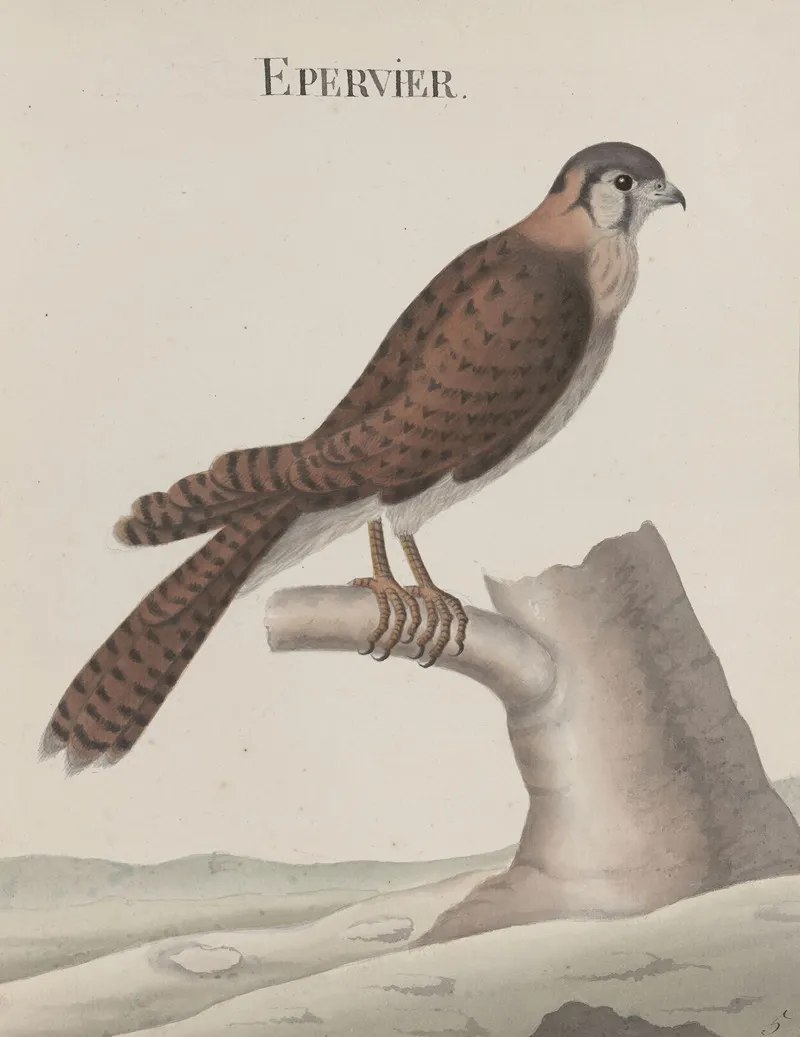 Natural History Of Saint Domingue Pl 013 Wall Art by René de Rabié - High-Resolution Digital Print