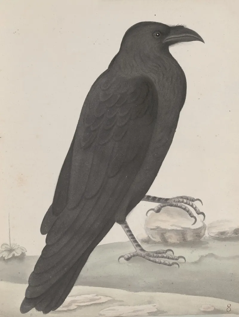 Natural History Of Saint Domingue Pl 015 Wall Art by René de Rabié - High-Resolution Digital Print