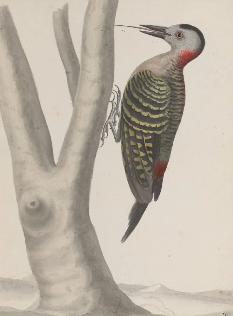 Natural History Of Saint Domingue Pl 019 Wall Art by René de Rabié - High-Resolution Digital Print
