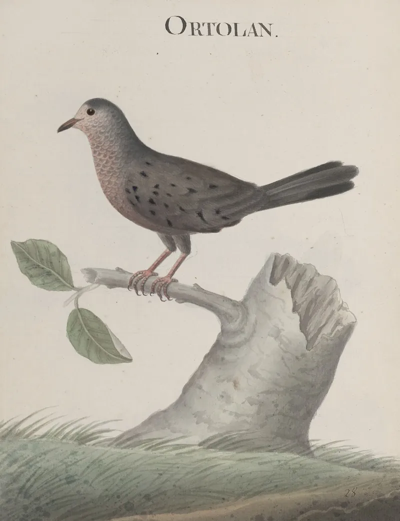 Natural History Of Saint Domingue Pl 021 Wall Art by René de Rabié - High-Resolution Digital Print