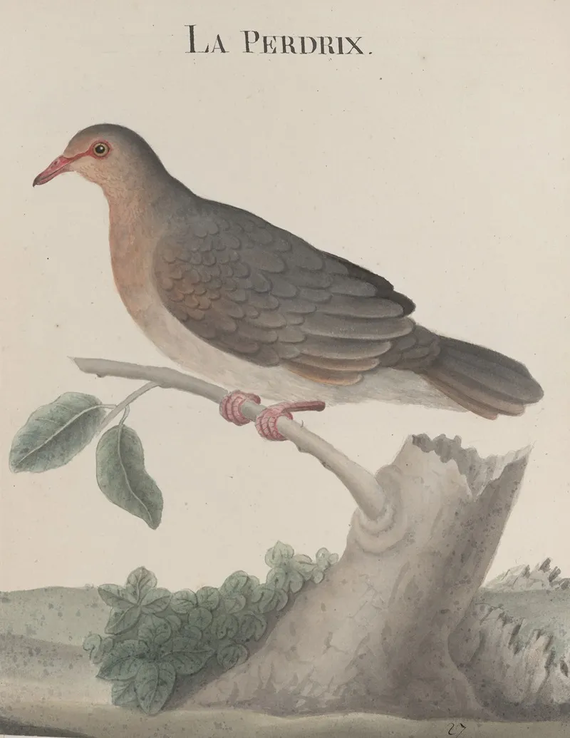 Natural History Of Saint Domingue Pl 022 Wall Art by René de Rabié - High-Resolution Digital Print
