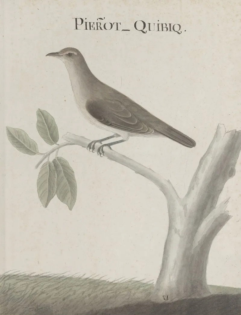Natural History Of Saint Domingue Pl 025 Wall Art by René de Rabié - High-Resolution Digital Print