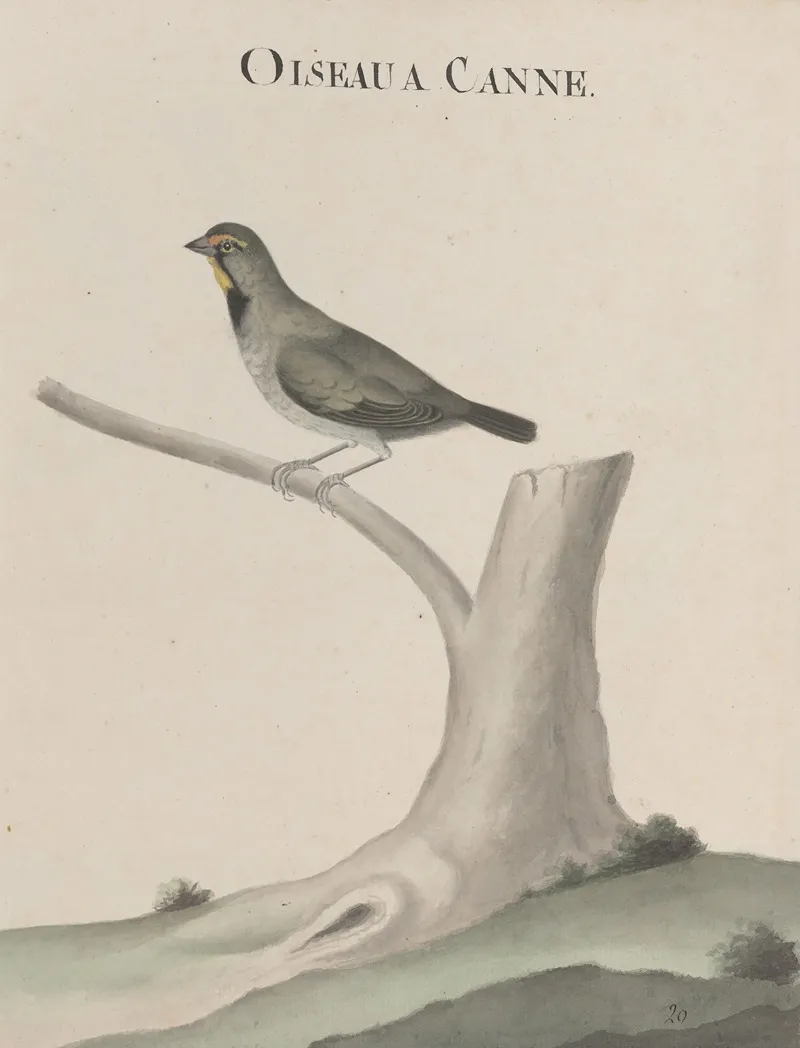 Natural History Of Saint Domingue Pl 026 Wall Art by René de Rabié - High-Resolution Digital Print