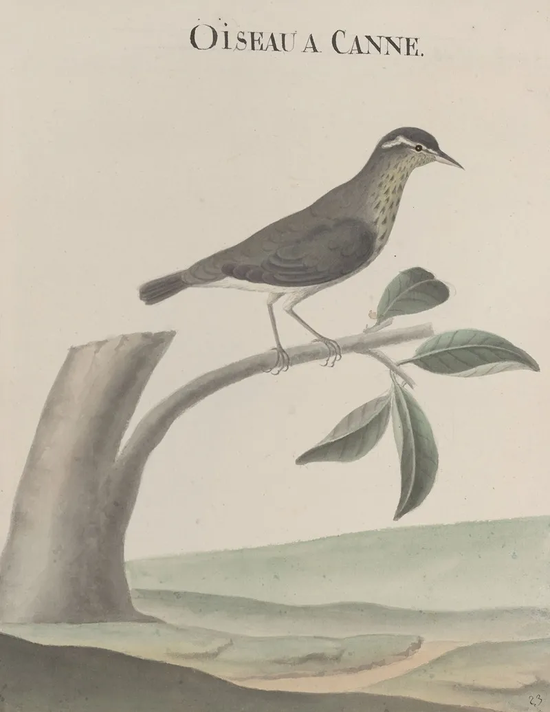 Natural History Of Saint Domingue Pl 028 Wall Art by René de Rabié - High-Resolution Digital Print