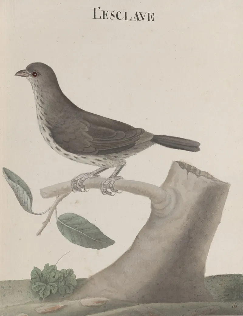 Natural History Of Saint Domingue Pl 030 Wall Art by René de Rabié - High-Resolution Digital Print