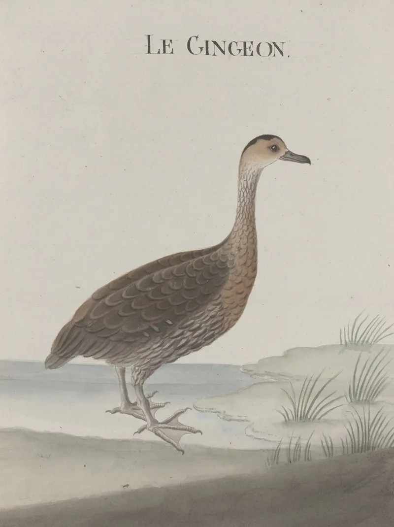 Natural History Of Saint Domingue Pl 032 Wall Art by René de Rabié - High-Resolution Digital Print