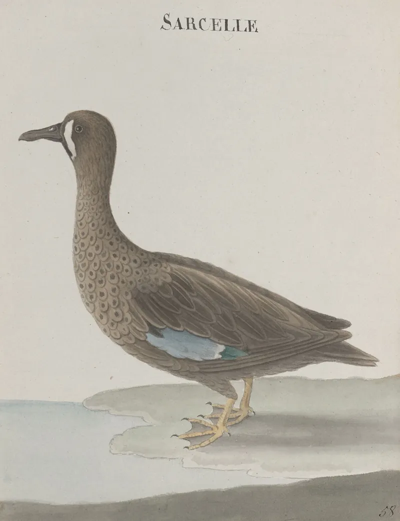 Natural History Of Saint Domingue Pl 033 Wall Art by René de Rabié - High-Resolution Digital Print