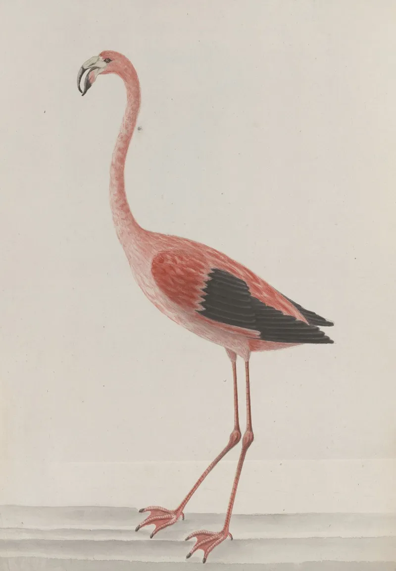 Natural History Of Saint Domingue Pl 034 Wall Art by René de Rabié - High-Resolution Digital Print
