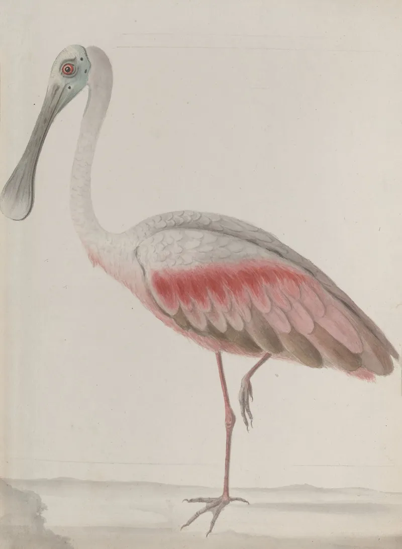 Natural History Of Saint Domingue Pl 036 Wall Art by René de Rabié - High-Resolution Digital Print