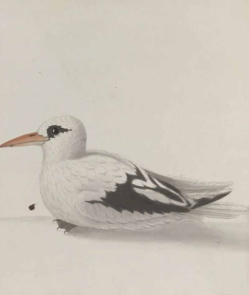 Natural History Of Saint Domingue Pl 039 Wall Art by René de Rabié - High-Resolution Digital Print