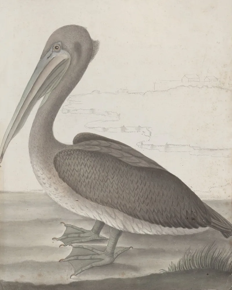 Natural History Of Saint Domingue Pl 040 Wall Art by René de Rabié - High-Resolution Digital Print