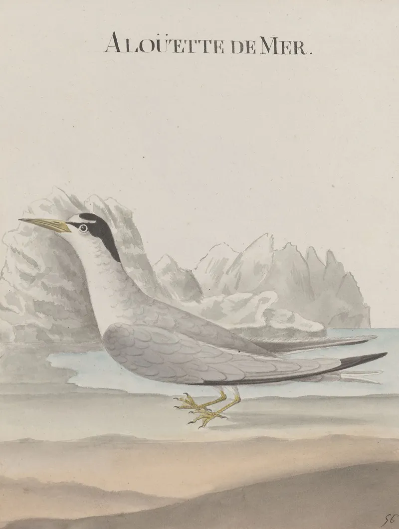 Natural History Of Saint Domingue Pl 043 Wall Art by René de Rabié - High-Resolution Digital Print