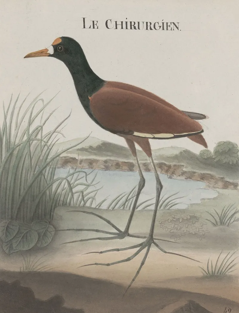 Natural History Of Saint Domingue Pl 044 Wall Art by René de Rabié - High-Resolution Digital Print