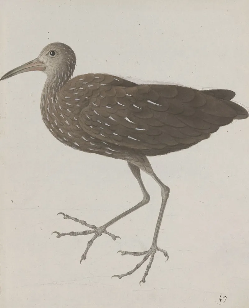 Natural History Of Saint Domingue Pl 045 Wall Art by René de Rabié - High-Resolution Digital Print