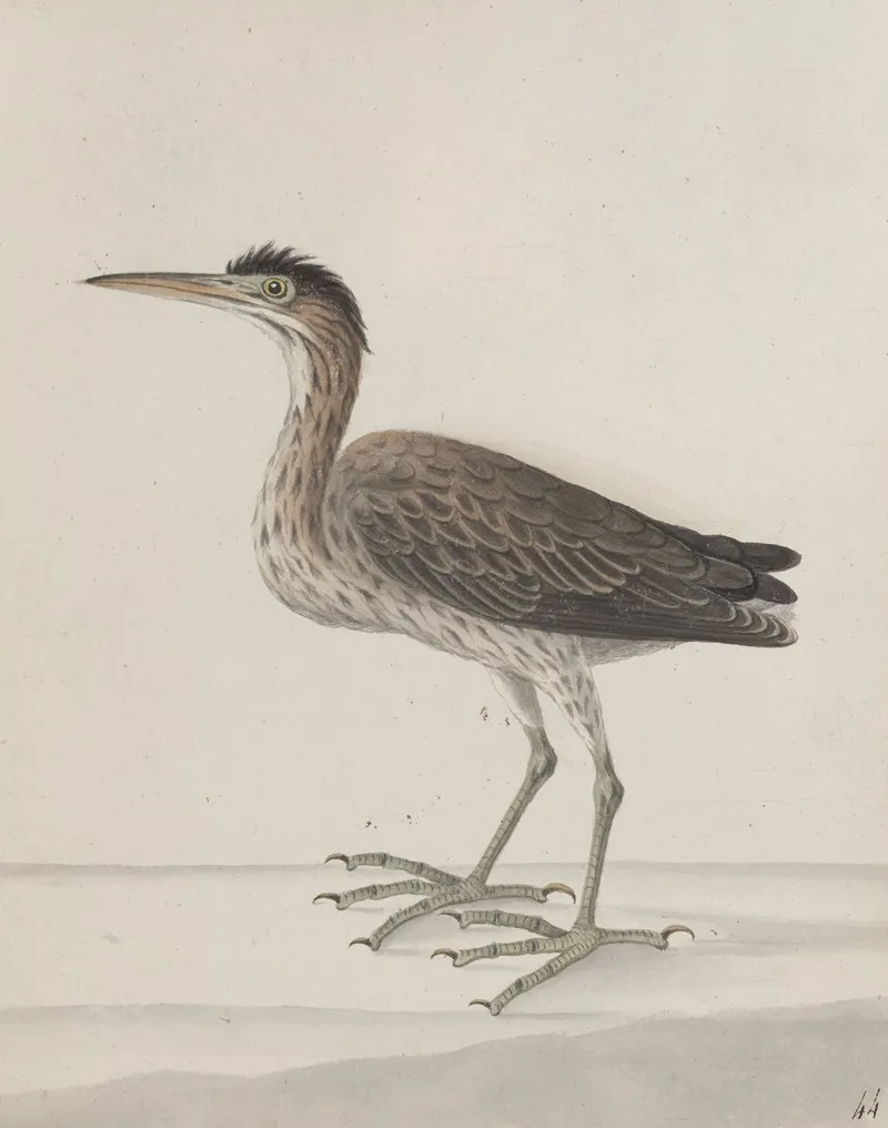 Natural History Of Saint Domingue Pl 046 Wall Art by René de Rabié - High-Resolution Digital Print