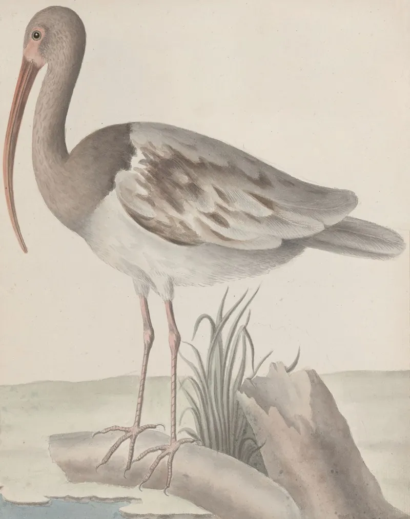 Natural History Of Saint Domingue Pl 047 Wall Art by René de Rabié - High-Resolution Digital Print