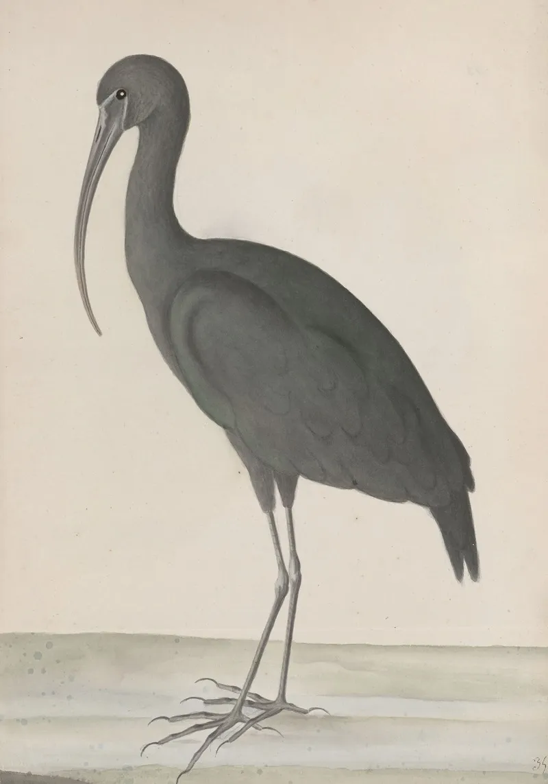 Natural History Of Saint Domingue Pl 048 Wall Art by René de Rabié - High-Resolution Digital Print
