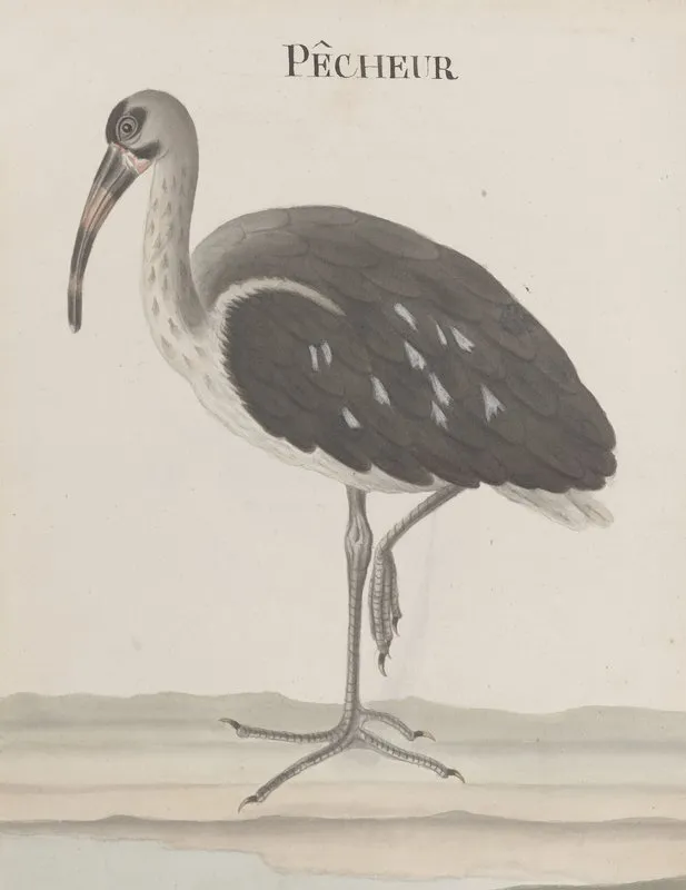 Natural History Of Saint Domingue Pl 049 Wall Art by René de Rabié - High-Resolution Digital Print