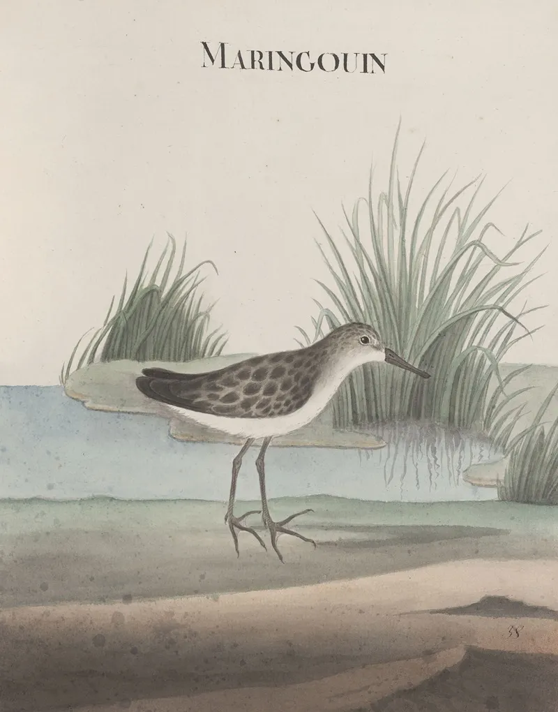 Natural History Of Saint Domingue Pl 051 Wall Art by René de Rabié - High-Resolution Digital Print