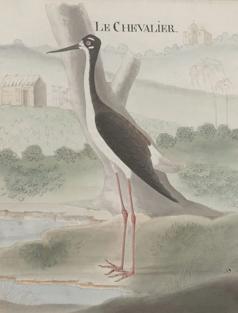 Natural History Of Saint Domingue Pl 052 Wall Art by René de Rabié - High-Resolution Digital Print