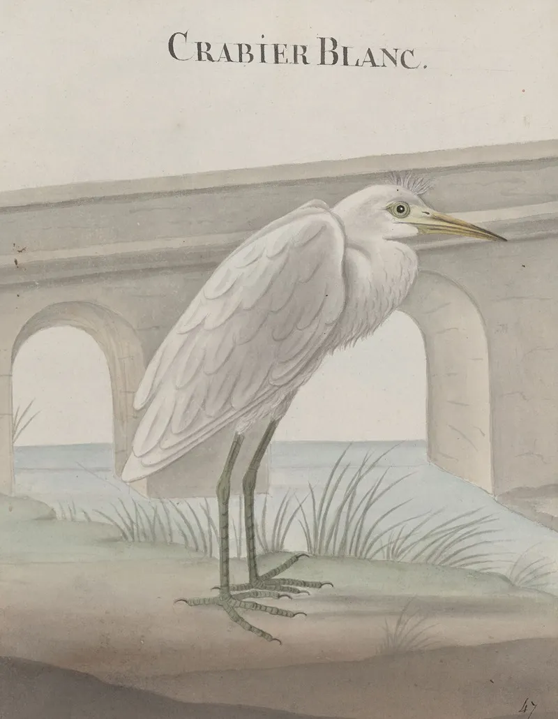 Natural History Of Saint Domingue Pl 054 Wall Art by René de Rabié - High-Resolution Digital Print