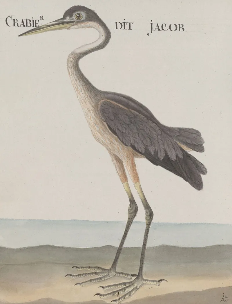 Natural History Of Saint Domingue Pl 055 Wall Art by René de Rabié - High-Resolution Digital Print