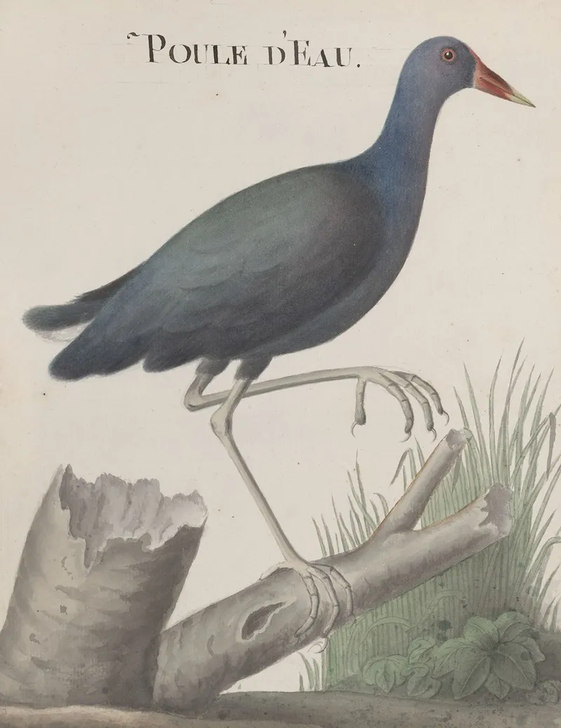 Natural History Of Saint Domingue Pl 058 Wall Art by René de Rabié - High-Resolution Digital Print