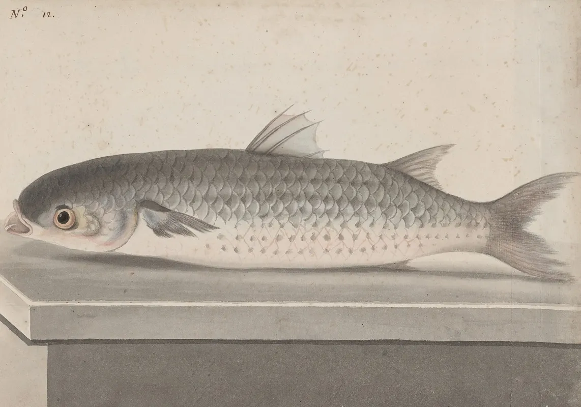 Natural History Of Saint Domingue Pl 069 Wall Art by René de Rabié - High-Resolution Digital Print