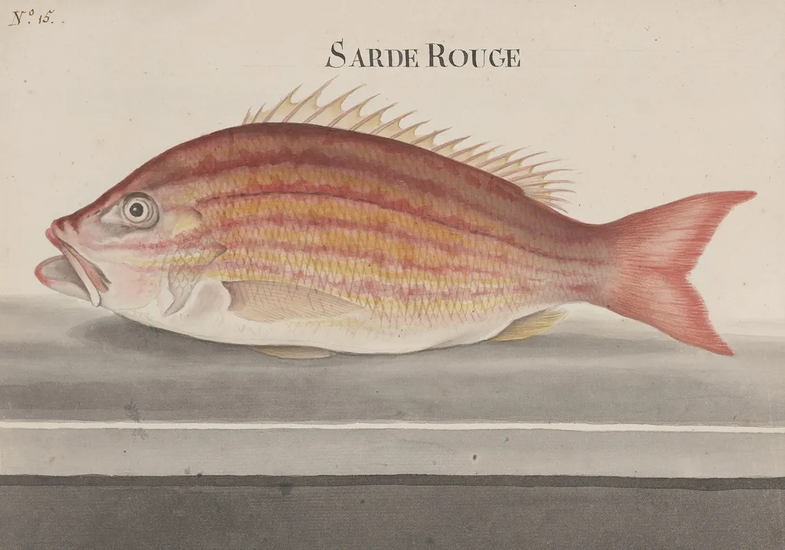 Natural History Of Saint Domingue Pl 074 Wall Art by René de Rabié - High-Resolution Digital Print