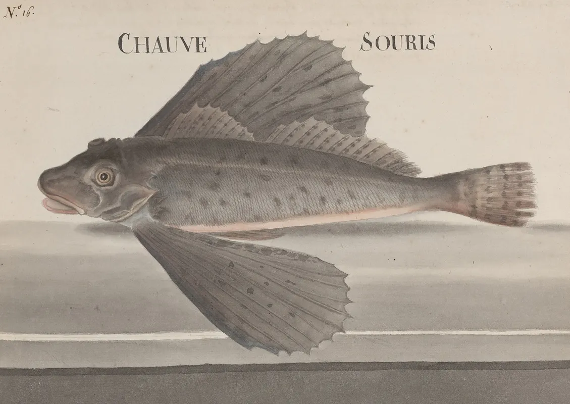 Natural History Of Saint Domingue Pl 076 Wall Art by René de Rabié - High-Resolution Digital Print