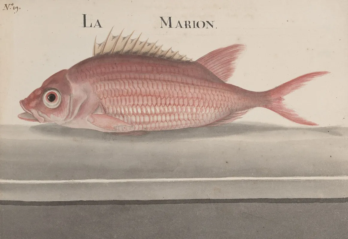 Natural History Of Saint Domingue Pl 079 Wall Art by René de Rabié - High-Resolution Digital Print