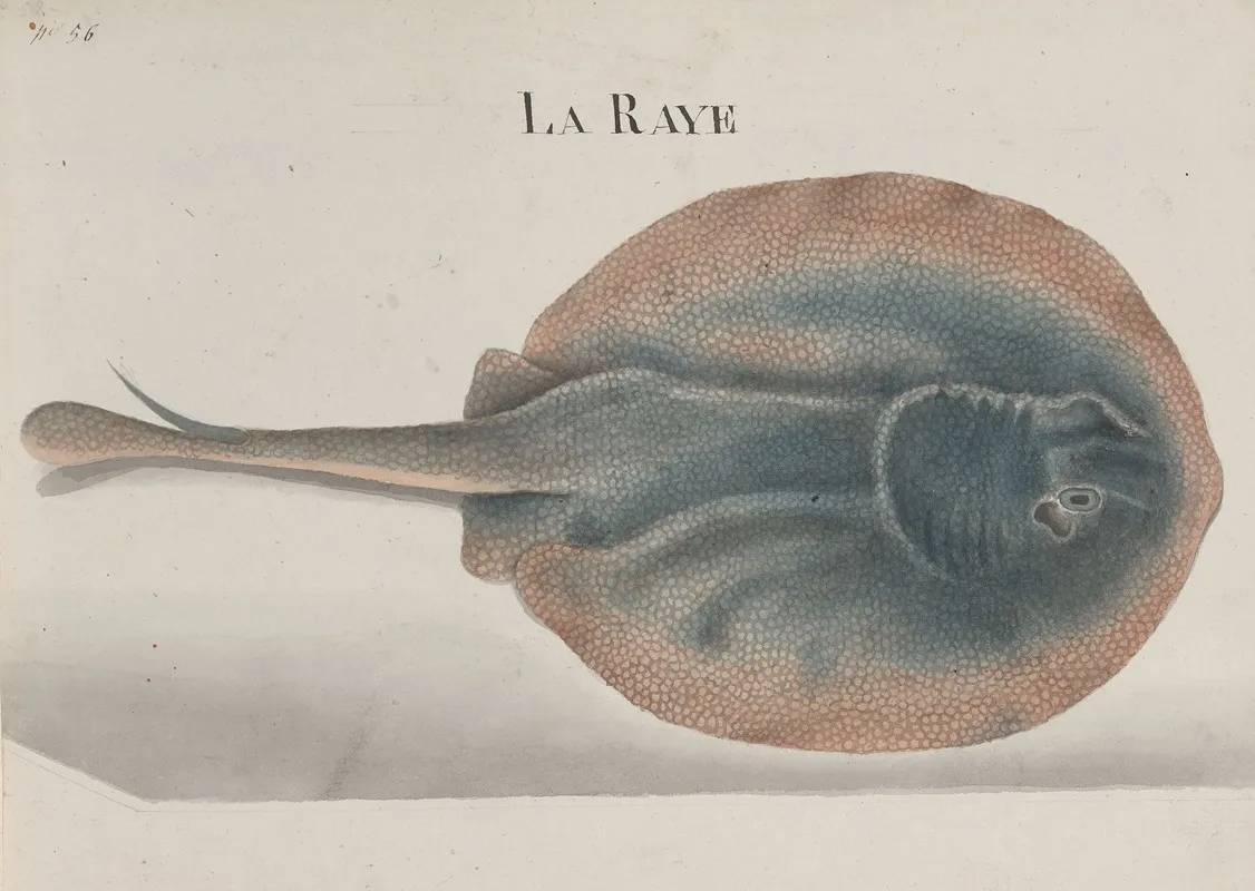 Natural History Of Saint Domingue Pl 081 Wall Art by René de Rabié - High-Resolution Digital Print