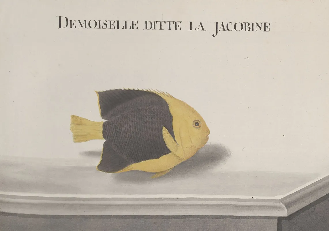 Natural History Of Saint Domingue Pl 091 Wall Art by René de Rabié - High-Resolution Digital Print