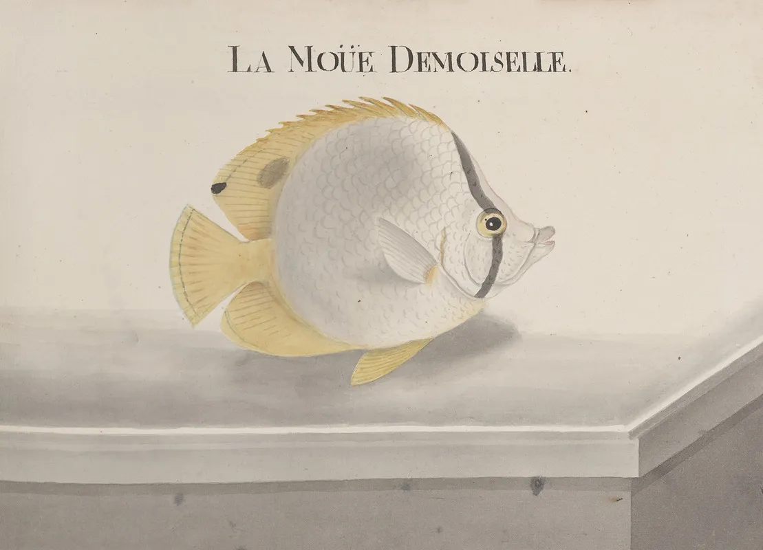Natural History Of Saint Domingue Pl 095 Wall Art by René de Rabié - High-Resolution Digital Print