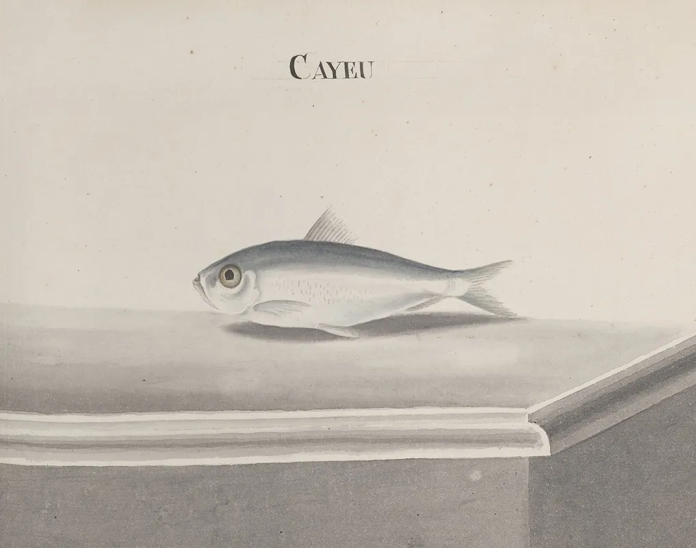 Natural History Of Saint Domingue Pl 096 Wall Art by René de Rabié - High-Resolution Digital Print