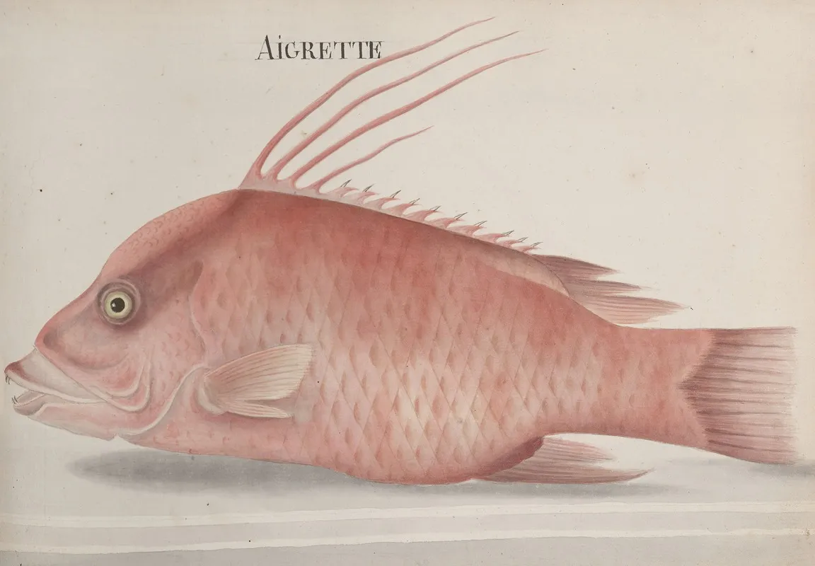 Natural History Of Saint Domingue Pl 097 Wall Art by René de Rabié - High-Resolution Digital Print