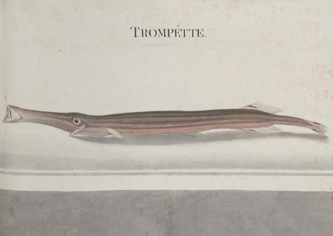 Natural History Of Saint Domingue Pl 101 Wall Art by René de Rabié - High-Resolution Digital Print