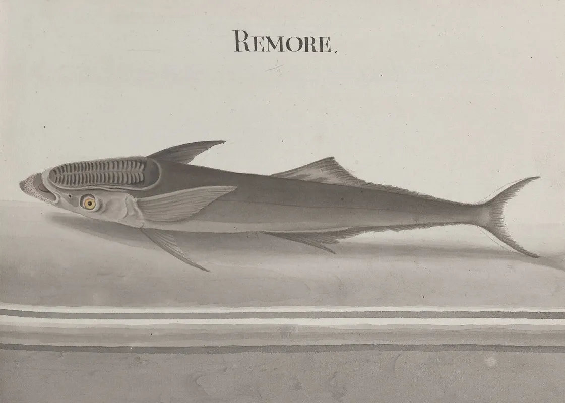 Natural History Of Saint Domingue Pl 103 Wall Art by René de Rabié - High-Resolution Digital Print