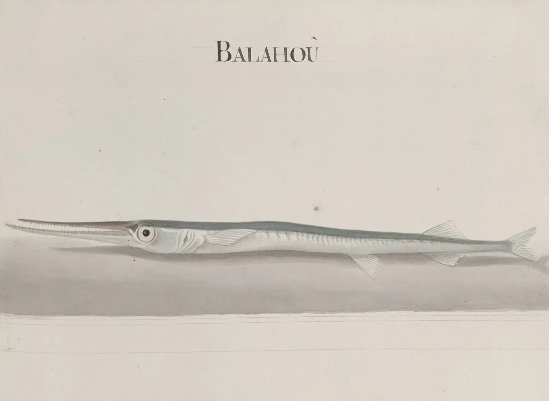 Natural History Of Saint Domingue Pl 104 Wall Art by René de Rabié - High-Resolution Digital Print