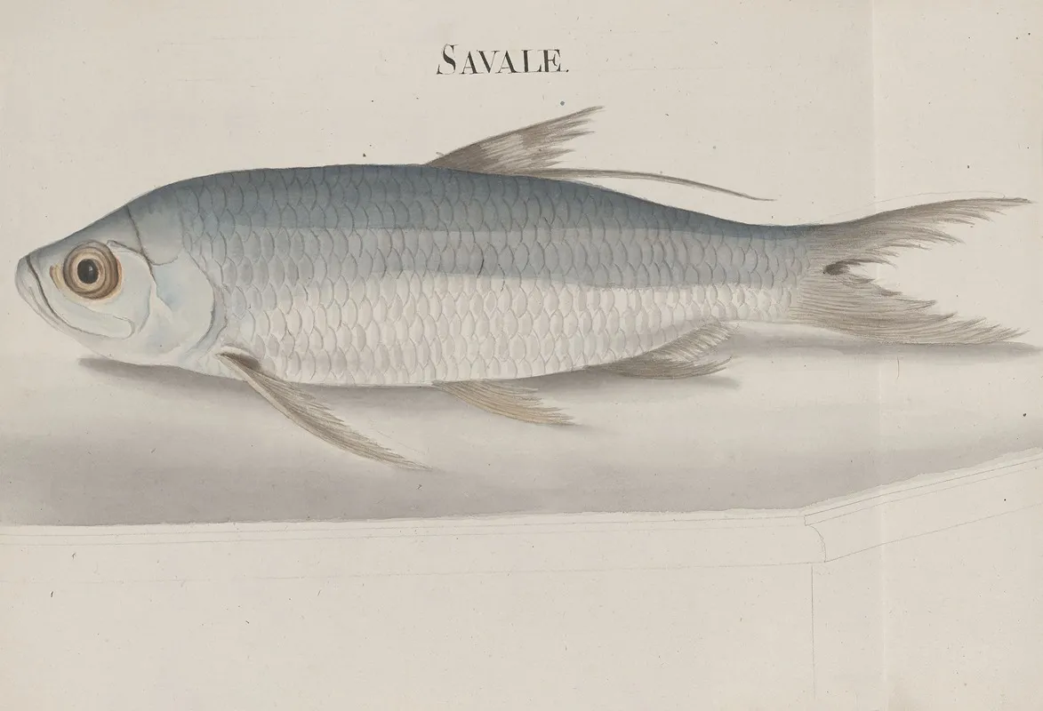 Natural History Of Saint Domingue Pl 105 Wall Art by René de Rabié - High-Resolution Digital Print