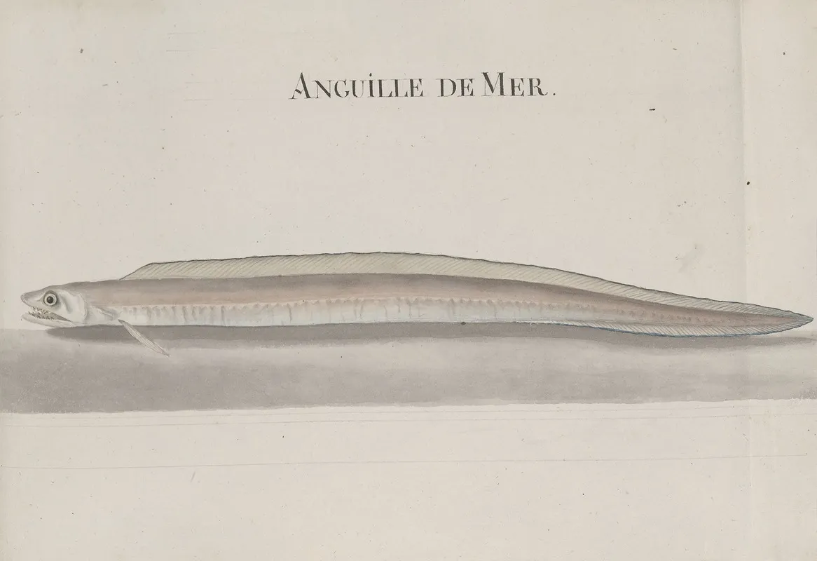 Natural History Of Saint Domingue Pl 107 Wall Art by René de Rabié - High-Resolution Digital Print