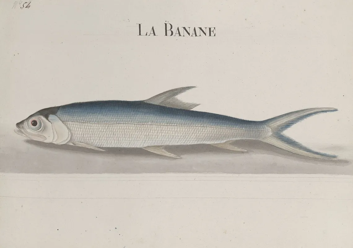 Natural History Of Saint Domingue Pl 110 Wall Art by René de Rabié - High-Resolution Digital Print
